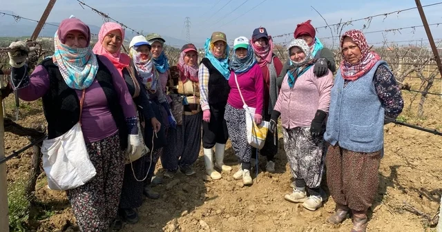 Yağışa teslim olan bağlar ayağa kalktı Manisa Haberleri