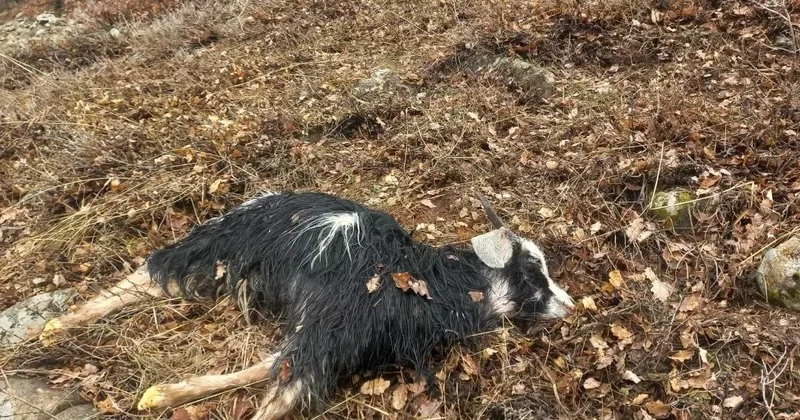 Ağıldan kaçan küçükbaş hayvanları kurtlar parçaladı