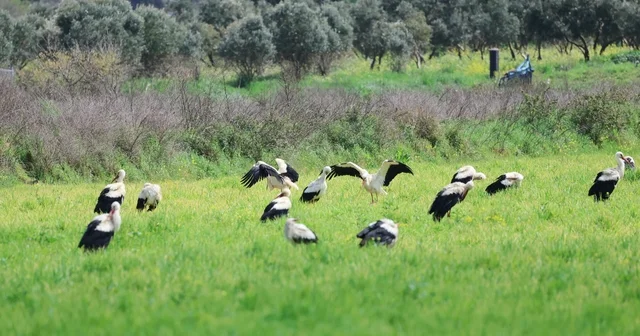 Göç yolculuğunda leyleklerin görsel şöleni Hatay Haberleri