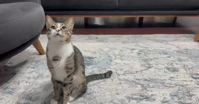 Kedinin midesindeki vantuz, 4 yıl sonra fark edilerek çıkarıldı Zonguldak Haberleri