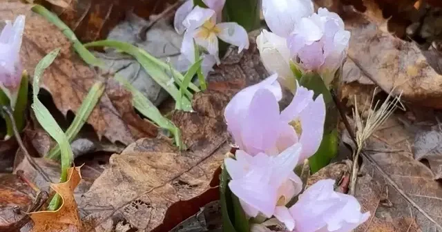 Çetin kış şartlarının devam ettiği Şırnak ta çiçekler açtı VİDEO İZLE
