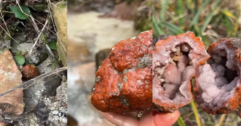 Herkes üzerine basıp geçiyor ama içinden hazine çıkıyor Sözcü Gazetesi