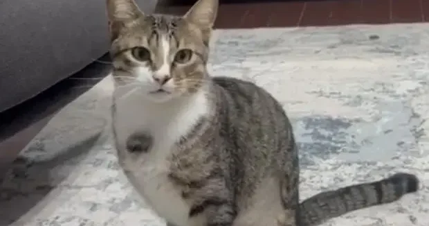 Zonguldak haberleri Zonguldak ta 4 yıldır kusan kediye endoskopi yapıldı! İşte midesinden çıkan... 21 Mart 2026