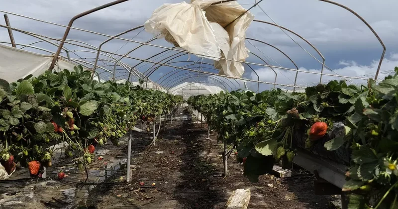 Silifke’de hortum seraları yerle bir etti