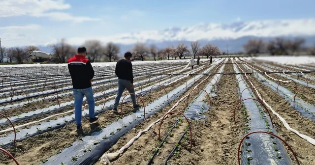 Üzümlü de biber fideleri toprakla buluştu Erzincan Haberleri