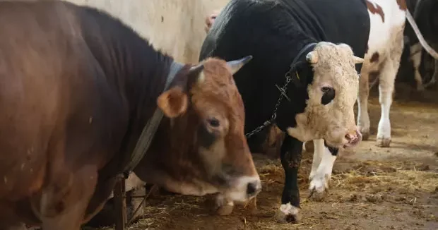 Konya haberleri Kurbanlık alacaklar dikkat! Ucuz etin suyu kara olur diyerek uyardı 21 Nisan 2026