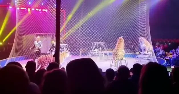 Rusya da sirkte kaplan seyircilerin arasına daldı! Korku dolu anlar kamerada