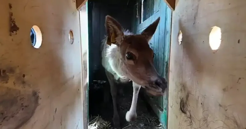 Kızıl geyikler doğada: Yerleştirme faaliyetleri sürüyor