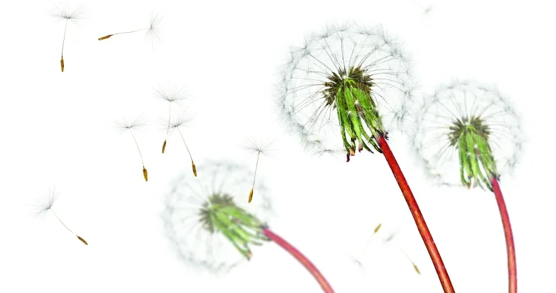 Türkiye nin alerji haritası: Marmara’da akar, Ankara’da polen Ege’de zeytin ağacı Sağlık Haberleri