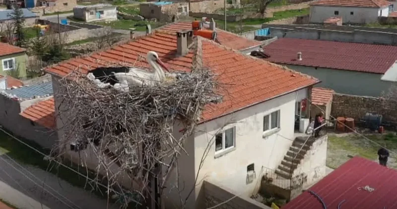 Garip ve Gurbet leylekler 7 yıldır yollarını gözletiyor: Köyce izleniyor