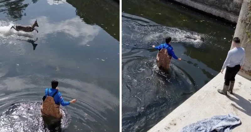 Sulama kanalına düşen karaca kurtarıldı