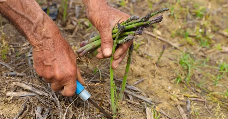 3 ay hasadı, 15 yıl getirisi var: İzmirli çiftçiler ekmek için sıraya girdi