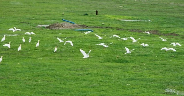 Göçmen kuşlar Muş Ovası nı süsledi Muş Haberleri