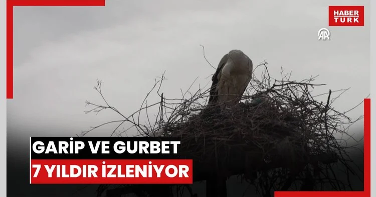 Köylerine 7 yıldır gelen leylekler Garip ve Gurbet i kamerayla takip ediyorlar