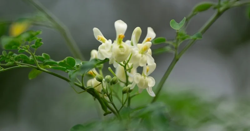 Bu ağaç mikroplastiklerin %98 ini yok ediyor!