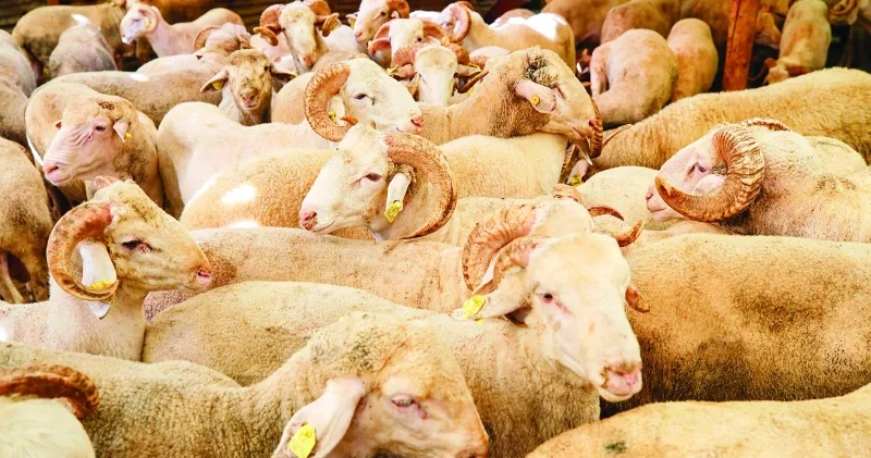 Vekaletle kurban bedeli 18 bin TL Gündem Haberleri