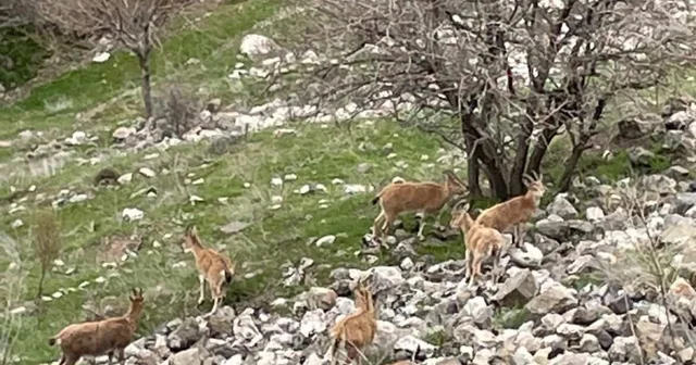 Elazığ ın tarihi mahallesi Harput ta dağ keçileri görüntülendi Elazığ Haberleri