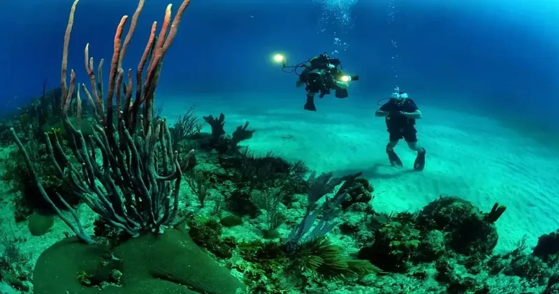 Denizlerin yeni umudu: Su altı bahçıvanları