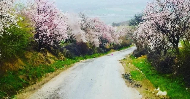Gediz de bahar aylarının getirdiği güzellik büyülüyor Kütahya Haberleri