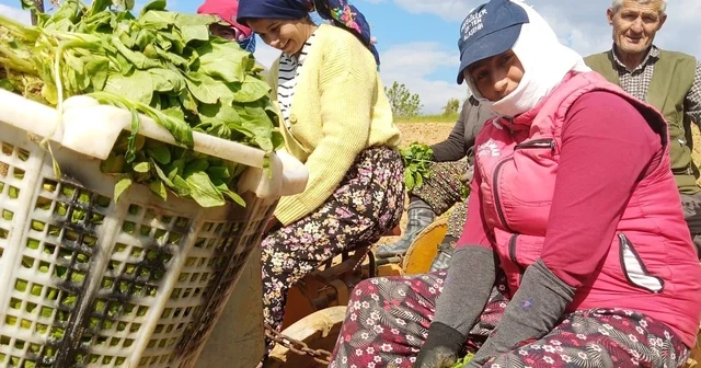 Sarıgöl de tütün dikimi başladı Manisa Haberleri