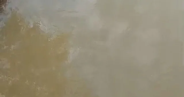 Bursa da deredeki su samuru şaşırttı Bursa Haberleri