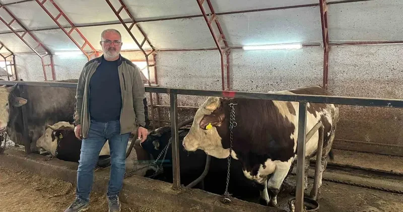 Kurbanlıklar pazara çıkmayı bekliyor