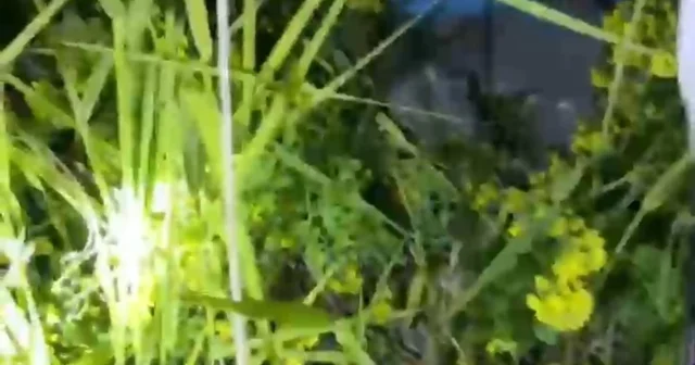 Şanlıurfa da kayalıklarda mahsur kalan 2 küçük kardeş kurtarıldı Şanlıurfa Haberleri