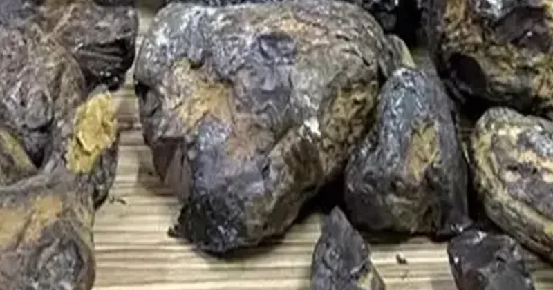 Gören çöp sanıp geçiyor ama tanesi servet değerinde: Kilosu tam 5 milyon lira Sözcü Gazetesi