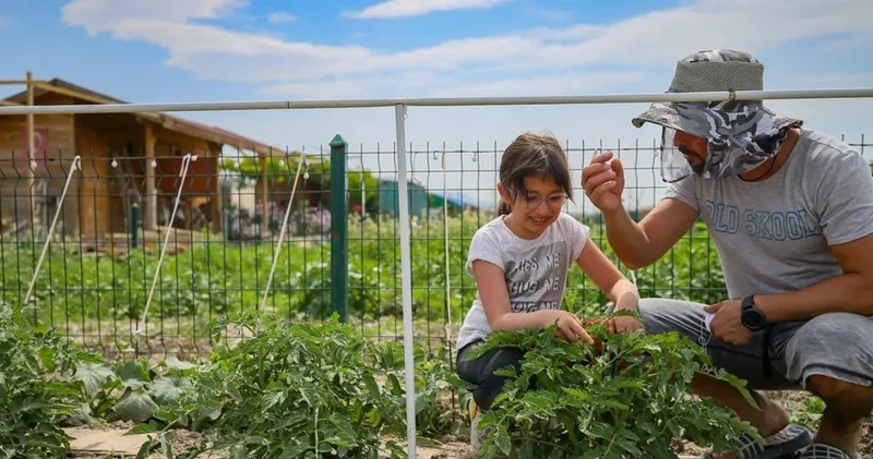 20 günde sofraya geliyor: Nisanda ekilirse temmuzda hazır