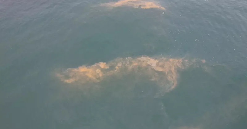 Marmara Denizi nin Avcılar kıyılarında tedirgin eden görüntü!