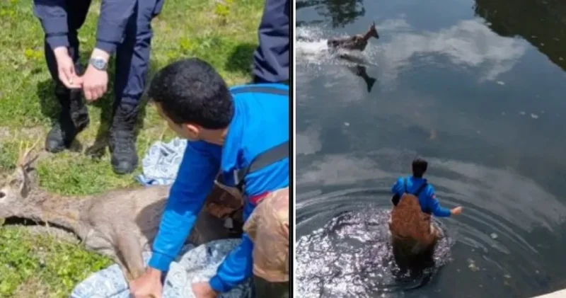 Samsun da karaca seferberliği: Kanaldan çıkarılıp doğaya salındı