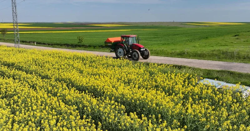 Kuraklık ayçiçeğini zorladı: Kanola tarlaların yeni gözdesi oldu