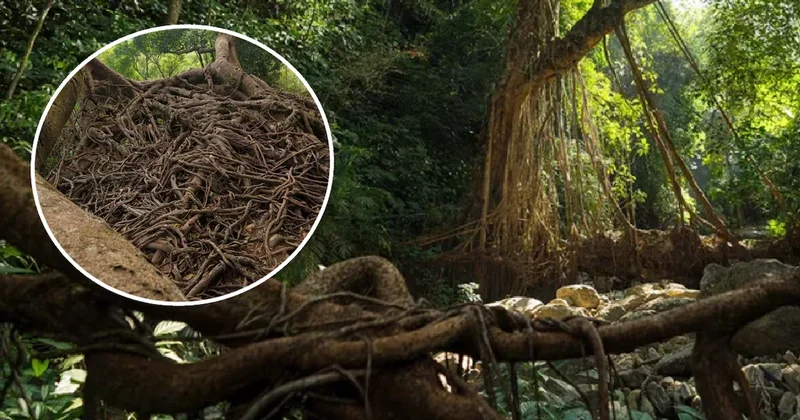 Ağaç köklerini örerek merdiven ve köprü yapıyorlar Sözcü Gazetesi