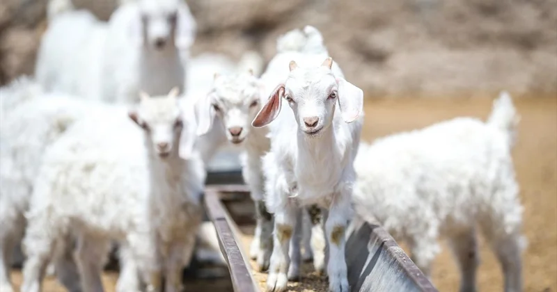 Islah projeleriyle yerli keçi ırklarında sayı artıyor