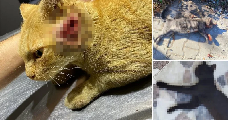 Sokak kedilerini tüfekle öldüren komşunun aldığı ceza belli oldu Edirne Haberleri