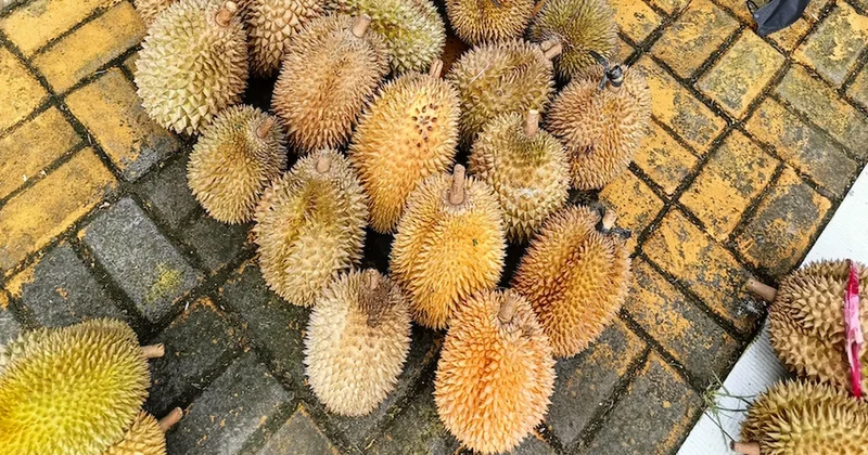 Kokusunu alan koşarak uzaklaşıyor tadına bakan bir daha vazgeçemiyor Sözcü Gazetesi