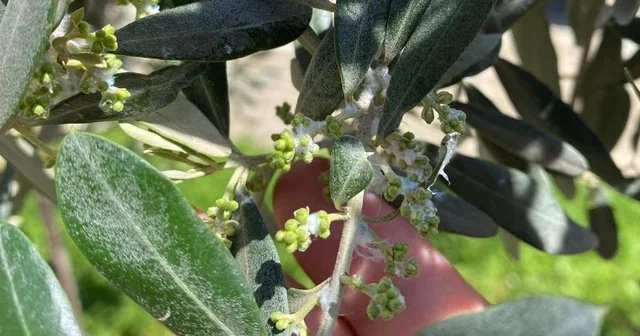 Sarıgöl de zeytin üreticileri pamuklu bit zararlısına karşı uyarıldı Manisa Haberleri