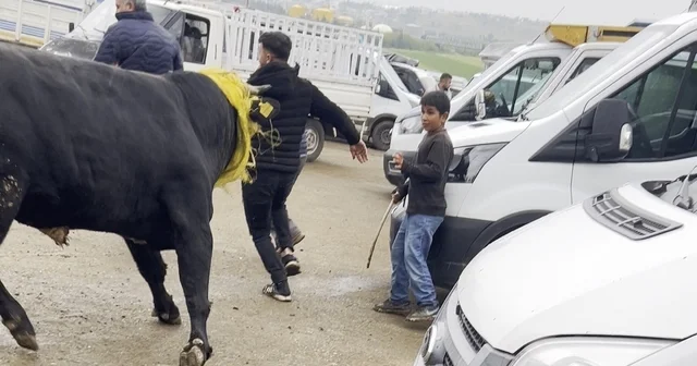 Canlı hayvan borsasında kaçan boğa paniğe neden oldu; o anlar kamerada Diyarbakır Haberleri