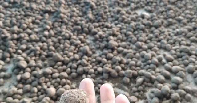 Bozdoğan da salep hasadı kontrol altında Aydın Haberleri