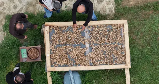 Samsun haberleri Koruma altındaki ürünün hasadı başladı! Kilogramı 12 bin TL 21 Mayıs 2026