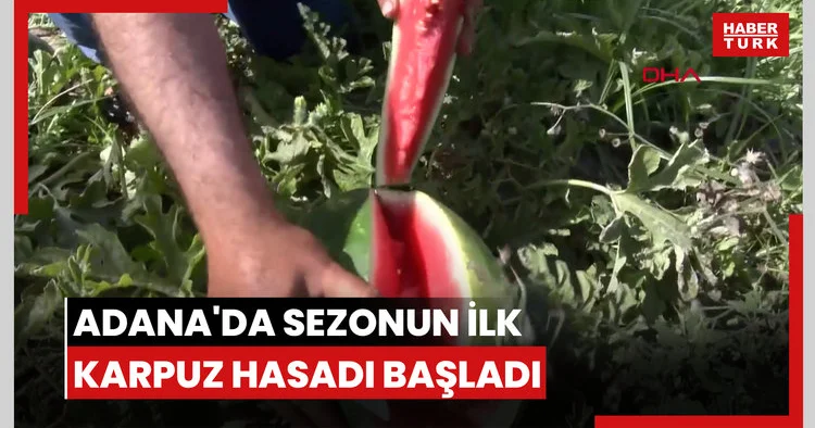 Adana da sezonun ilk karpuz hasadı başladı