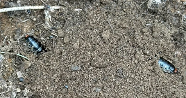 Çam ormanlarına biyolojik kalkan Predatör böceklerle çam kese böceklerine savaş açıldı Manisa Haberleri