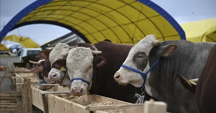 Büyükbaş ve küçükbaş kesim fiyatları belli oldu