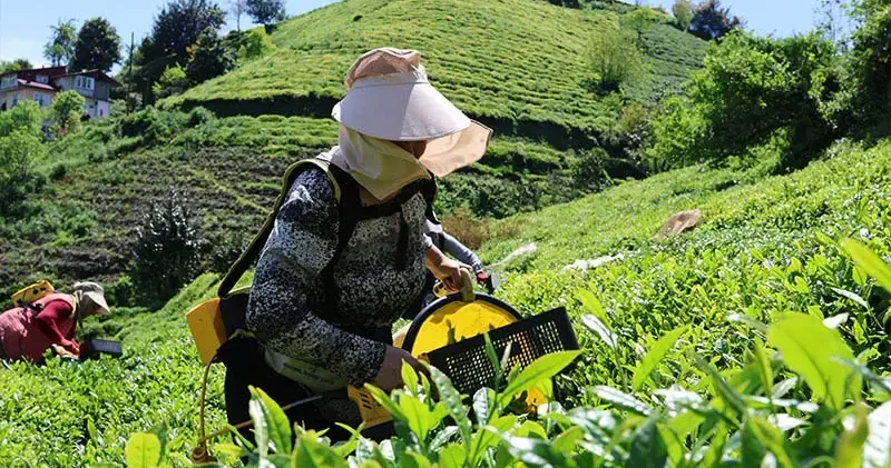 Karadeniz de çay toplama ücretleri belirlendi