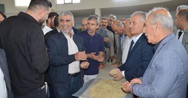 Mardin de sezonun ilk arpa hasadını yapan çiftçi, gram altınla ödüllendirildi Mardin Haberleri