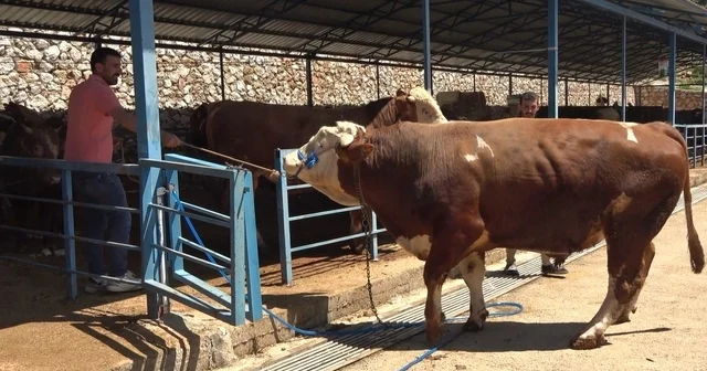 Alanya da kurban pazarının gözdesi 1 ton 200 kilogramlık dana 450 bin TL ye alıcı buldu Antalya Haberleri