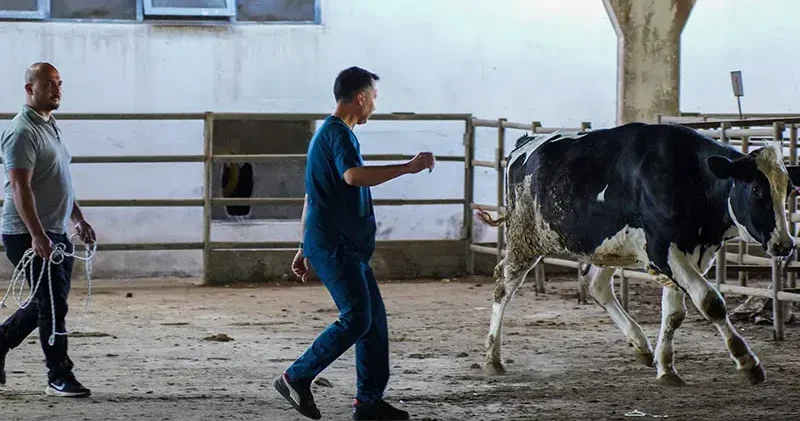 Hayvan yakalama timi, kaçan kurbanlıklar için göreve hazır