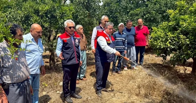 Akdeniz meyve sineğiyle mücadele kesintisiz sürüyor Mersin Haberleri