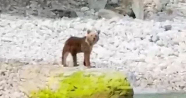 Kastamonu’da ayı sahile indi yunus avlanırken görüntülendi VİDEO İZLE