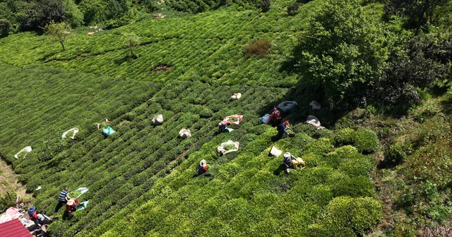 İlk sürgün gecikti, çay üreticisi 10 gün sonra hasada başladı Rize Haberleri